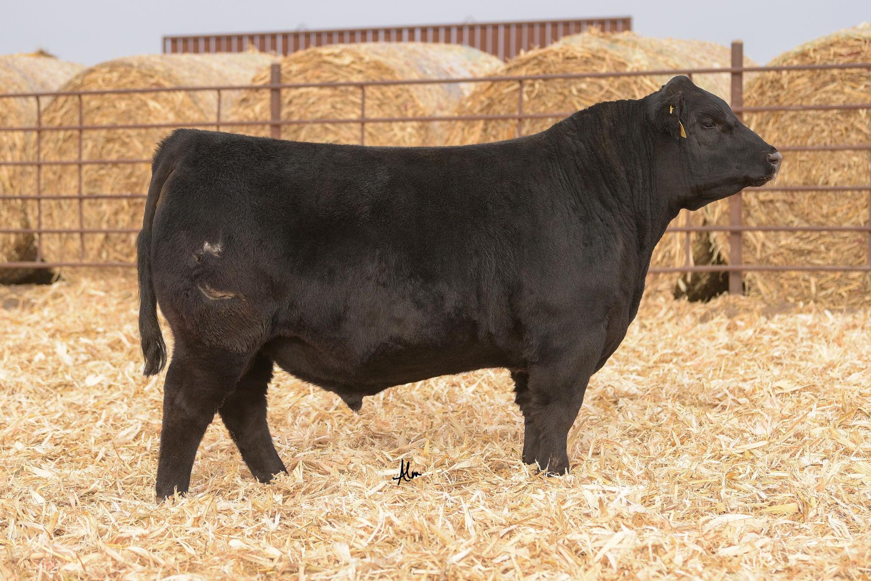 Nebraska Bull Second Highest-Selling Angus | Drovers